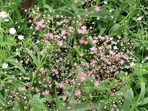 гипсофила розовая и белая, цветы для сада, фото и названия