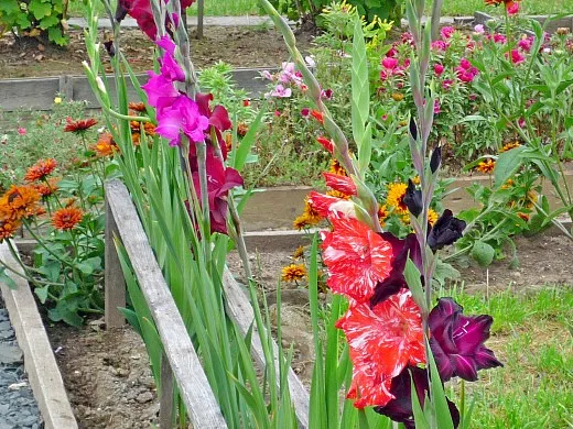 гладиолусы, цветы для сада, фото и названия