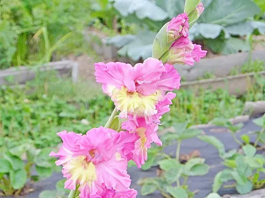гладиолус 3, цветы для сада, фото и названия