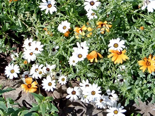диморфотека, цветы для сада, фото и названия