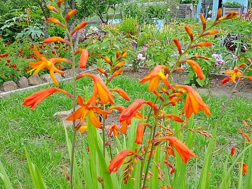монтбреция (японский гладиолус, крокосмия), цветы для сада, фото и названия