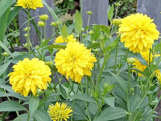 рудбекия золотой шар, цветы для сада, фото и названия