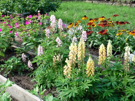 люпины, мирабилис и рудбекия на дачной клумбе, цветы для сада, фото и названия