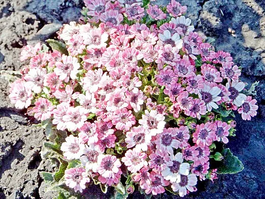 цинерария цветочная, цветы для сада, фото и названия