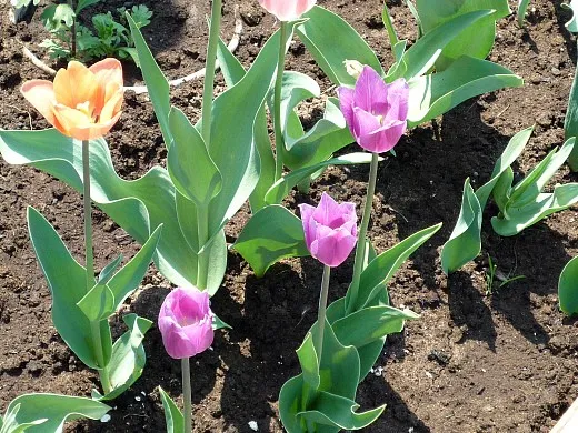 тюльпан, цветы для сада, фото и названия