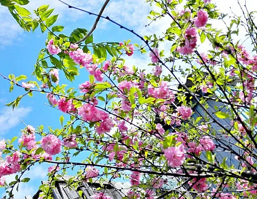 японская вишня сакура, цветы для сада, фото и названия