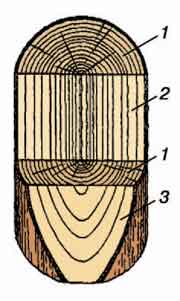 Разрезы ствола дерева: 1. поперечный, 2. радиальный, 3. тангенциальный