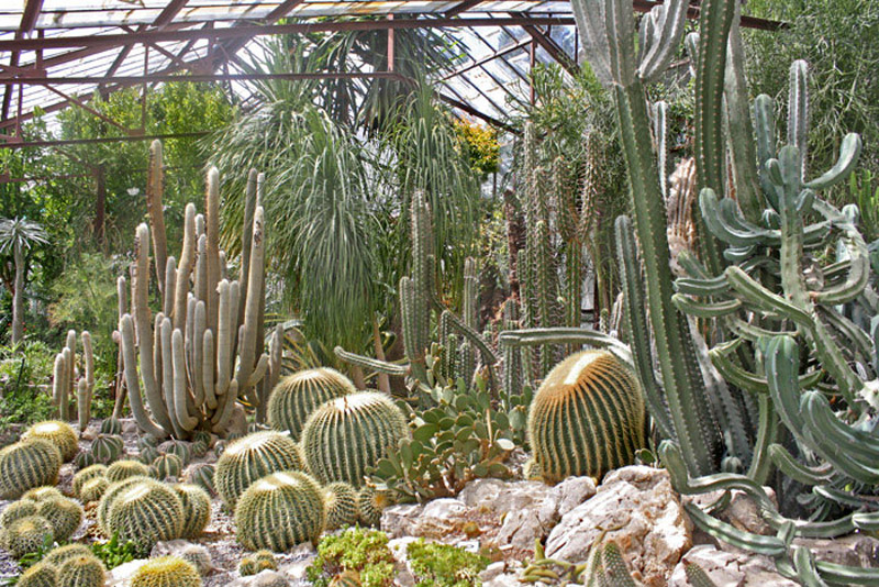 Популярным решением зимнего сада являются коллекции кактусов