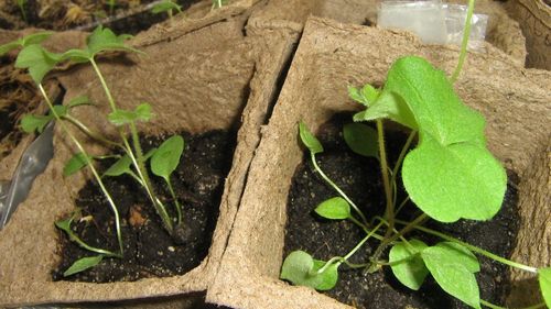 Аквилегия: выращивание из семян рассадой - пошаговая инструкция!