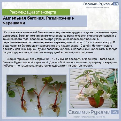 Бегония ампельная из семян: выращивание - подробная информация!