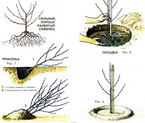 Черешня Ревна - описание сорта, выращивание своими руками