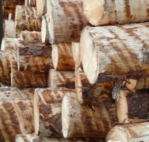 Древесина из осины - свойства и применение в строительстве