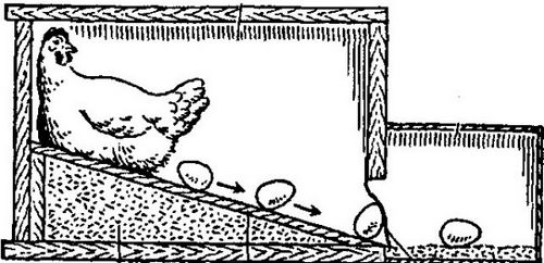 Гнездо для кур несушек своими руками: чертежи и пошаговая инструкция по изготовлению!