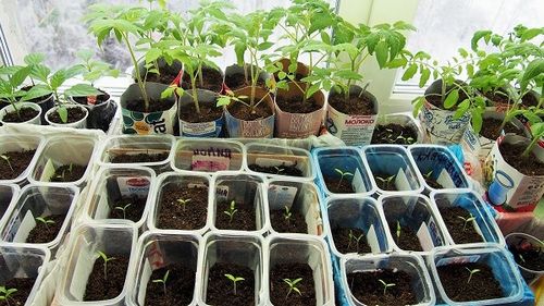 Как вырастить помидоры в теплице - пошаговая инструкция!