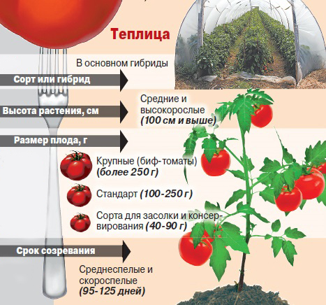 Какие сорта помидор самые урожайные для теплиц - список и описание томатов