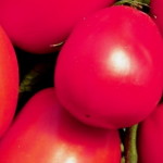 Какие сорта помидор самые урожайные для теплиц - список и описание томатов