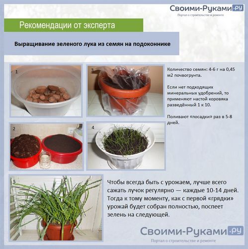 Лук на зелень из семян: выращивание - подробная инструкция!