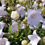 Платикодон крупноцветковый: выращивание из семян, пересадка в грунт