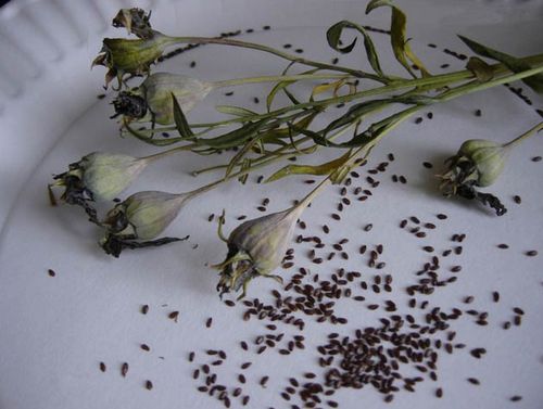 Платикодон крупноцветковый: выращивание из семян, пересадка в грунт