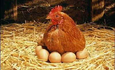 Почему куры едят свои яйца что делать - 5 советов, которые помогут избавиться от проблемы!