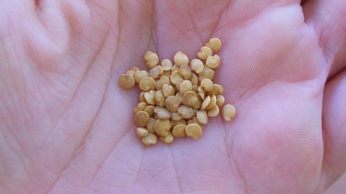 Подготовка семян баклажан к посеву на рассаду - пошаговая технология