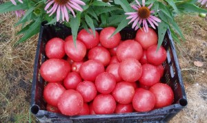 Сладкие сорта помидоров для открытого грунта - подробный обзор сортов!
