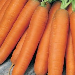 Сорта моркови устойчивые к морковной мухе - перечень и описание сортов