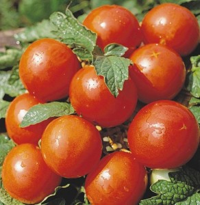 Сорта помидоров, устойчивых к фитофторозу - 25 лучших сортов!