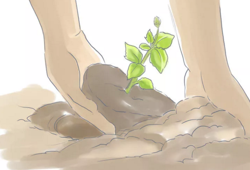 Статице: выращивание из семян - подробная инструкция!