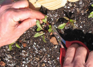 Статице: выращивание из семян - подробная инструкция!