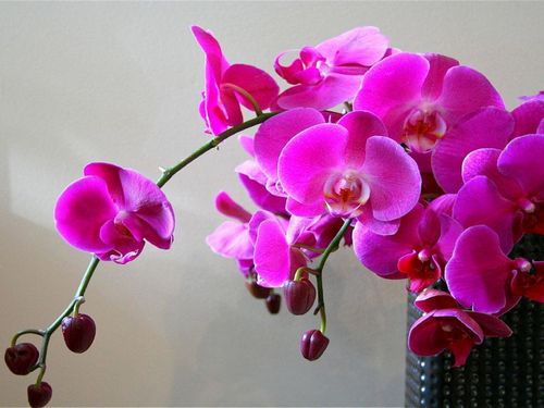Удобрение для орхидей для цветения - 10 лучших удобрений!