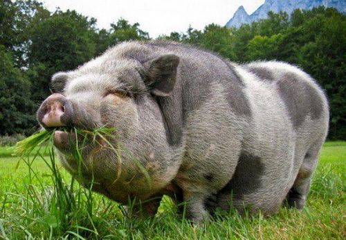 Вьетнамские свиньи разведение уход питание - подробная информация!