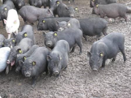 Вьетнамские свиньи разведение уход питание - подробная информация!