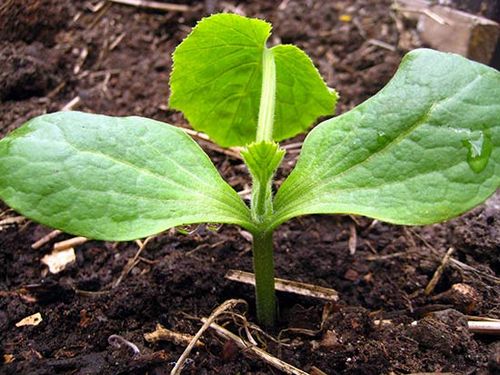 Выращивание кабачков в открытом грунте - подробная информация и агротехнология!