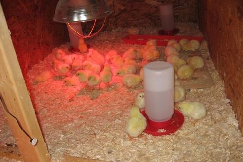 Выращивание кур в домашних условиях для начинающих - подробная инструкция!