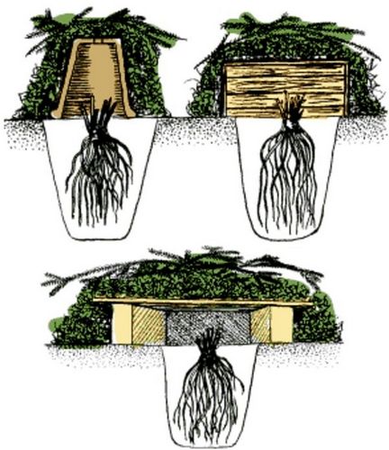 Выращивание лаватеры из семян - детальное описание процесса