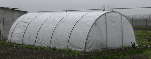 Выращивание зелени в теплице как бизнес: инструкция - подробно!