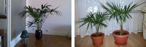 Финиковая пальма из косточки: как вырастить финик дома?