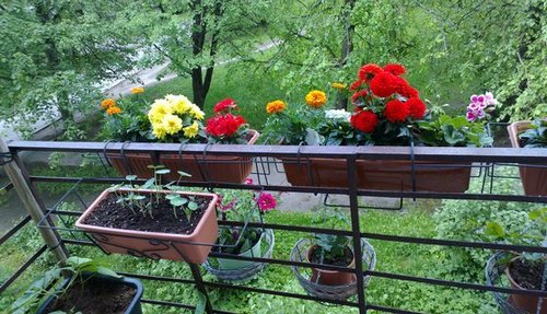 Как и какие выращивать цветы на балконе, разбираемся в нюансах