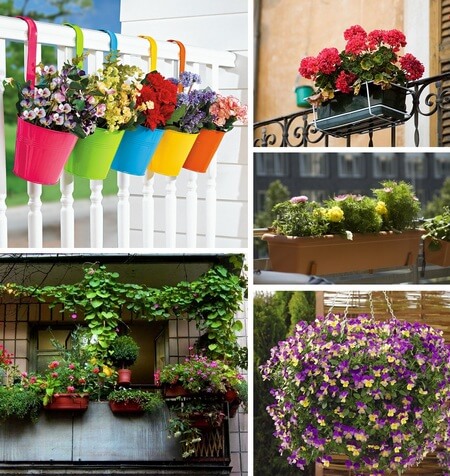 Как и какие выращивать цветы на балконе, разбираемся в нюансах