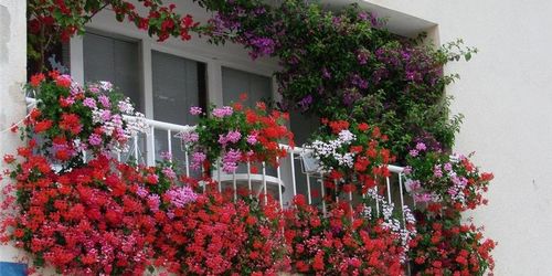 Какие цветы посадить на балконе: наименования растений