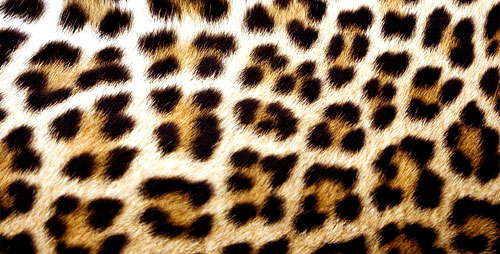 Леопардовый принт в интерьере