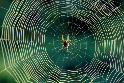Можно ли убивать пауков в доме? Способы избавиться от проблемы
