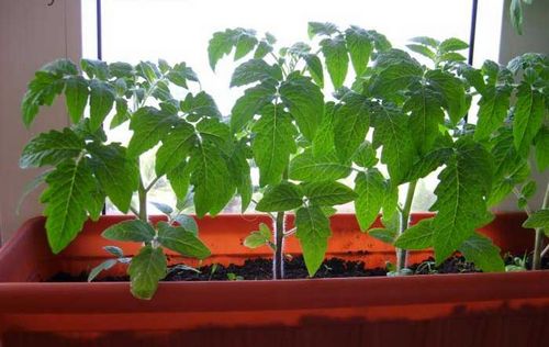 Помидоры Балконное Чудо: томат для выращивания дома