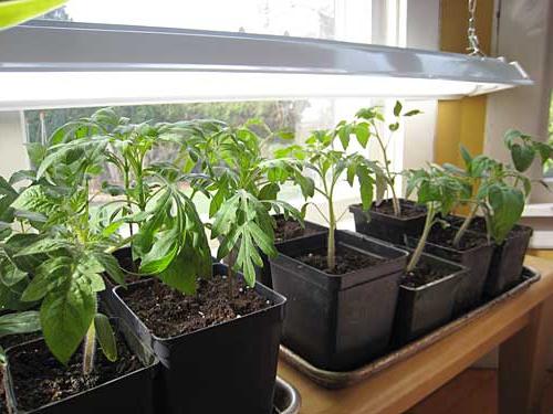 Помидоры Балконное Чудо: томат для выращивания дома