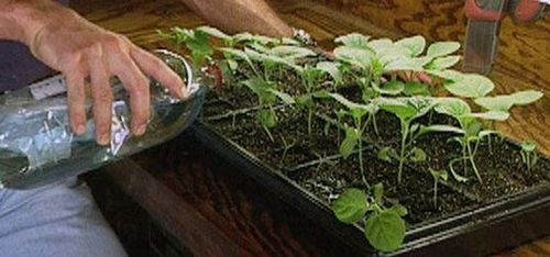 Выращивание зелени зимой в домашних условиях на подоконнике