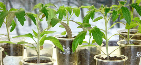 Выращивание зелени зимой в домашних условиях на подоконнике