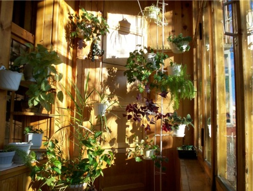 Зимний сад на балконе: устройство своими руками на лоджии, фото