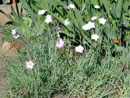 гвоздика перистая, цветы для сада, фото и названия