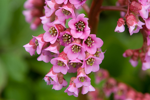 Бергения - Bergenia cordifolia